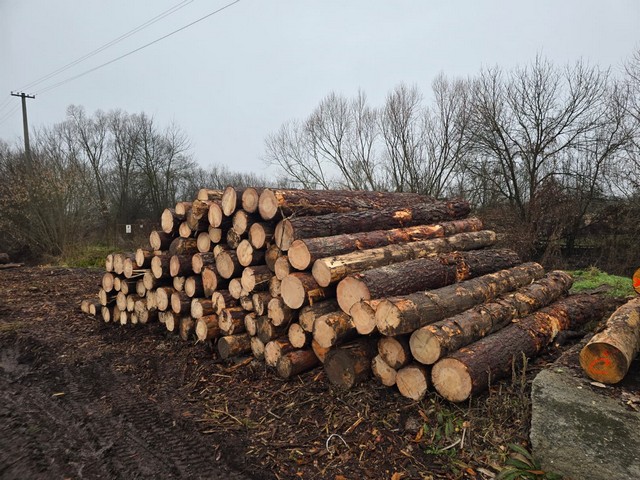 SOSNA – kłody tartaczne, długość 4 m – SPRZEDAM