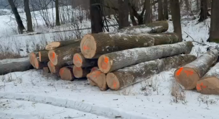 JESION – kłody tartaczne, długość 3/4/5 m – SPRZEDAM