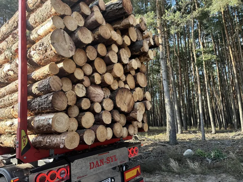 SOSNA – drewno paletowe 2,50 m – KUPIĘ