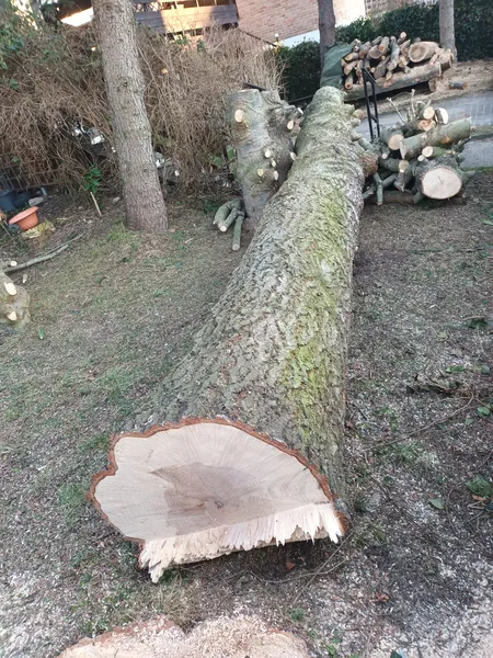 JODŁA- pojedyncza kłoda świeżo ścięta- Gdynia-SPRZEDAM