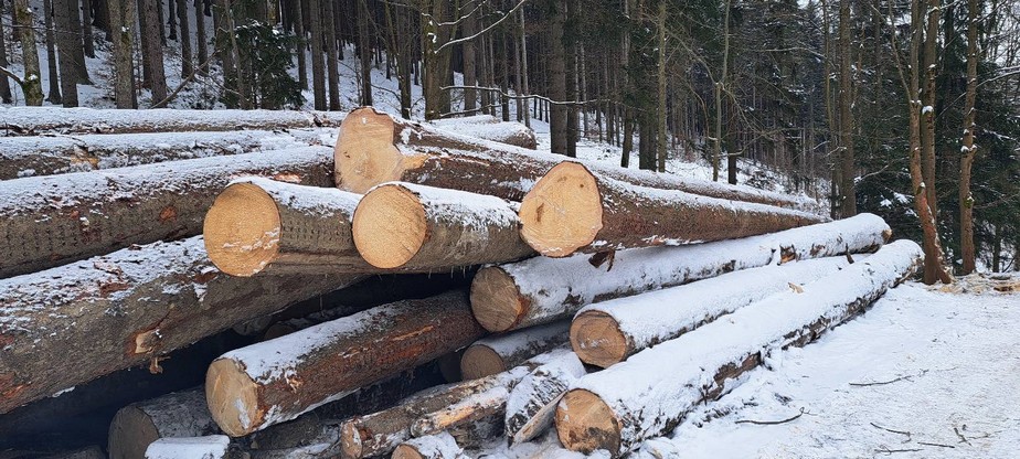 ŚWIERK – dłużyce tartaczne, długość 12 m klasa A/B – SPRZEDAM