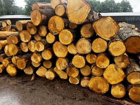 Dąb papierówka 2,40 m | średnica od 22 cm – SPRZEDAŻ