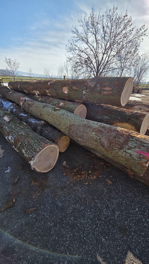 DĄB – drewno tartaczne, długość 3-11 m – SPRZEDAM