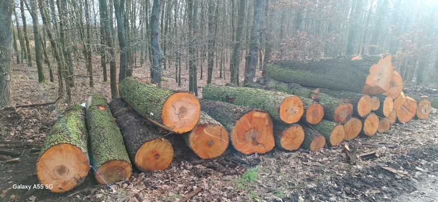 OLCHA – kłody tartaczne, długość 2,5 m – SPRZEDAM