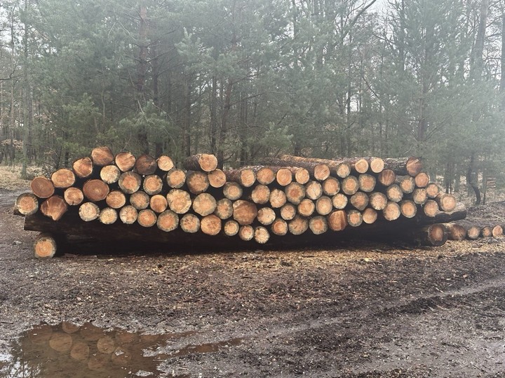 SOSNA – kłody tartaczne, długość 4 m – SPRZEDAM