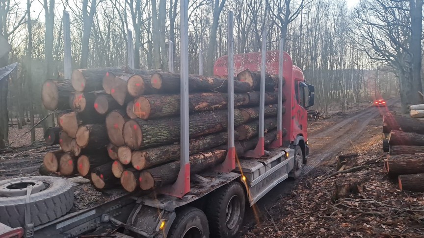 DĄB – kłody tartaczne, długość 2,5 m – SPRZEDAM