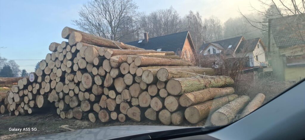 LIPA – kłody tartaczne, długość 4 m – SPRZEDAM