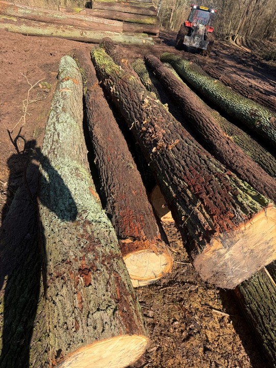 DĄB – kłody tartaczne, długość 3/4/5/6 m – SPRZEDAM