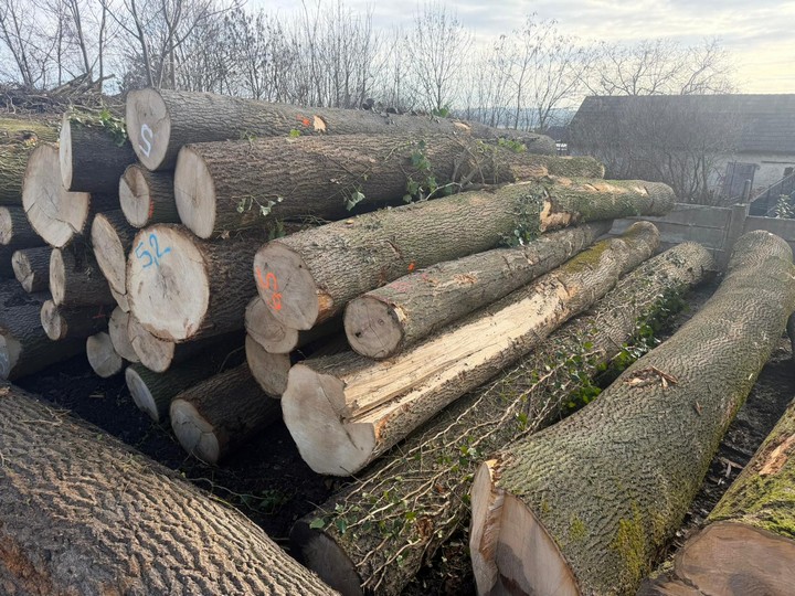 JESION – drewno tartaczne, długość 4-10 m – SPRZEDAM