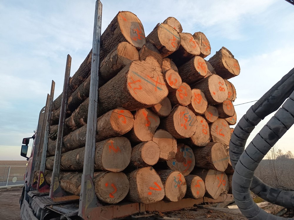 JESION – kłody tartaczne, długość 4/5 m – SPRZEDAM