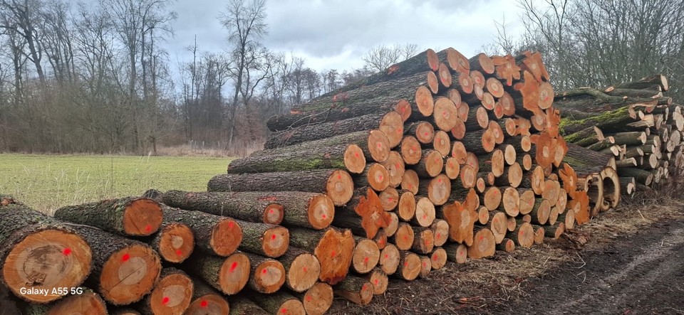 OLCHA – kłody tartaczne, długość 2,5 m – SPRZEDAM