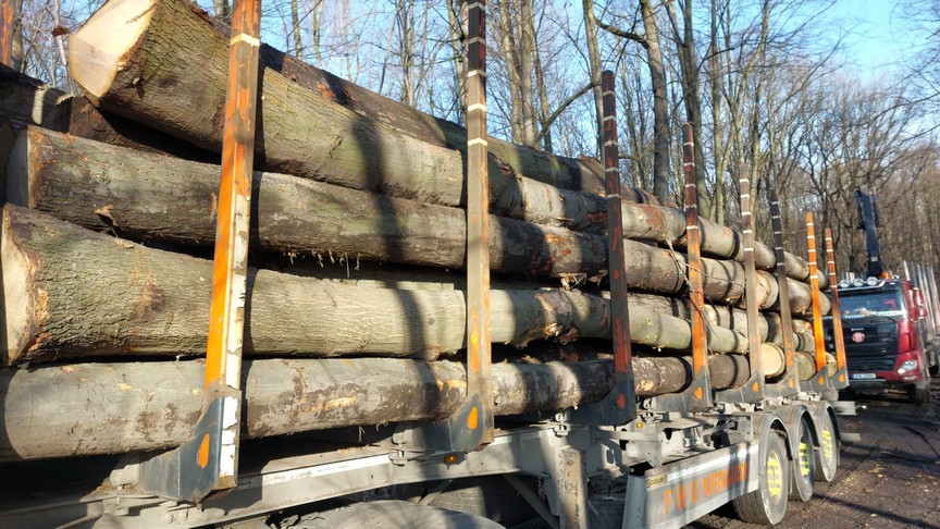 DĄB CZERWONY – drewno tartaczne, długość 4-12 m – SPRZEDAM