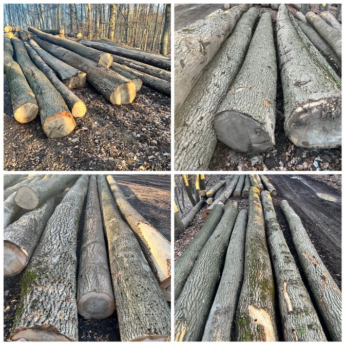 JESION – drewno tartaczne, długość 4-12 m – SPRZEDAM