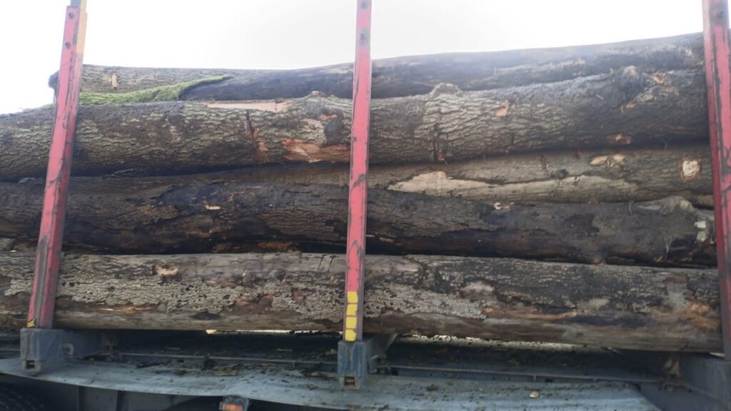 JESION – drewno tartaczne, długość 3-11 m – SPRZEDAM