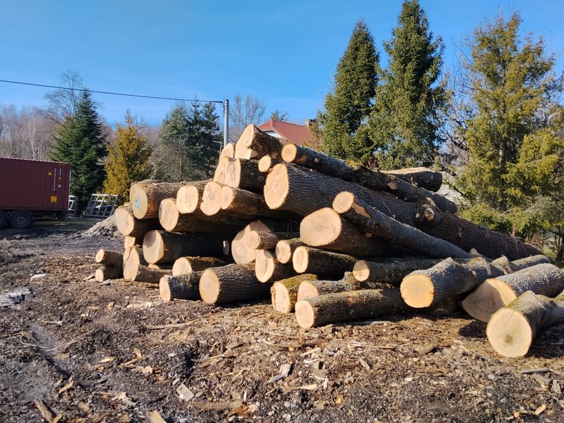 JESION – drewno tartaczne, długość 3-8 m – SPRZEDAM