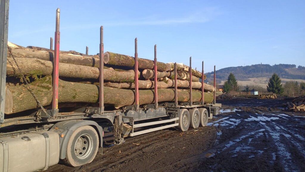 JESION – drewno tartaczne, długość 3-11 m – SPRZEDAM