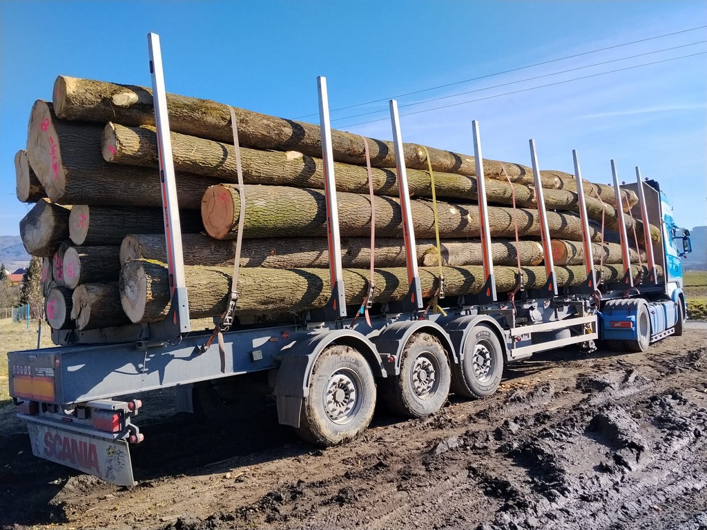 JESION – drewno tartaczne, długość 4-12 m – SPRZEDAM