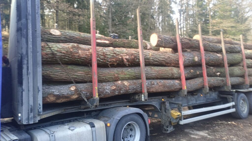 DĄB – kłody tartaczne, długość 3/4/5 m – SPRZEDAM