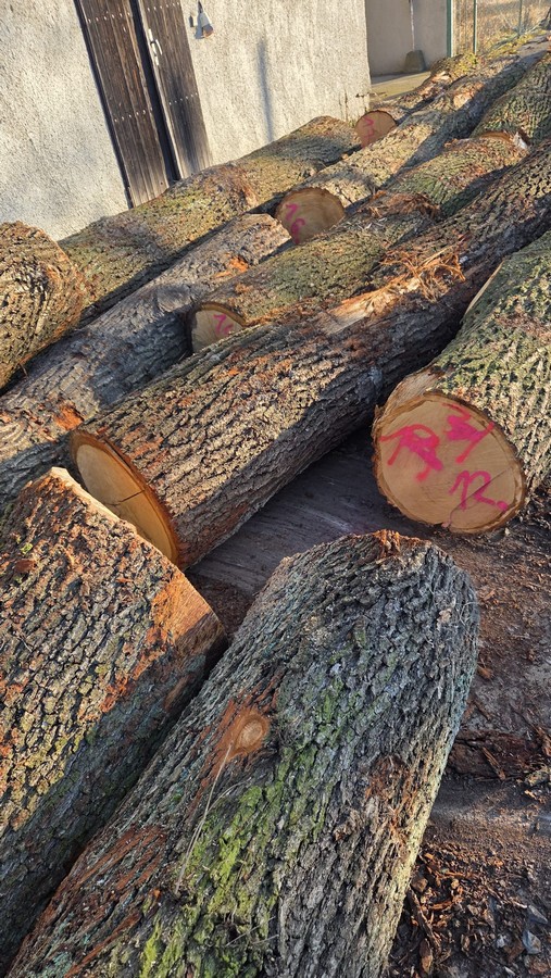 DĄB – drewno tartaczne, długość 2,5-12 m – SPRZEDAM