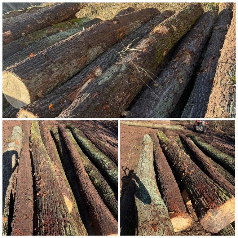 DĄB – kłody tartaczne, długość 3/4/5 m – SPRZEDAM