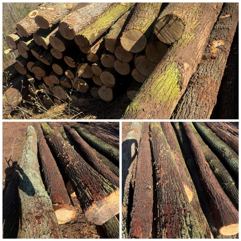 DĄB – kłody tartaczne, długość 3/4/5/6 m – SPRZEDAM