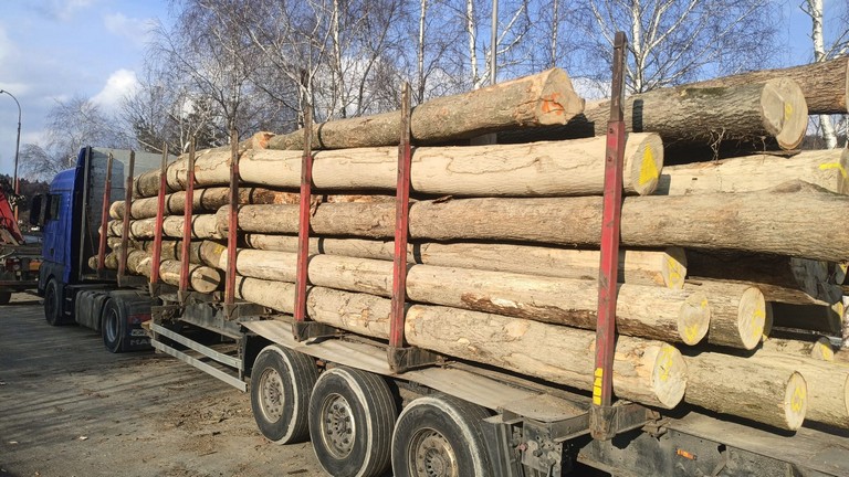 Stała sprzedaż drewna okrągłego – współpraca z tartakami