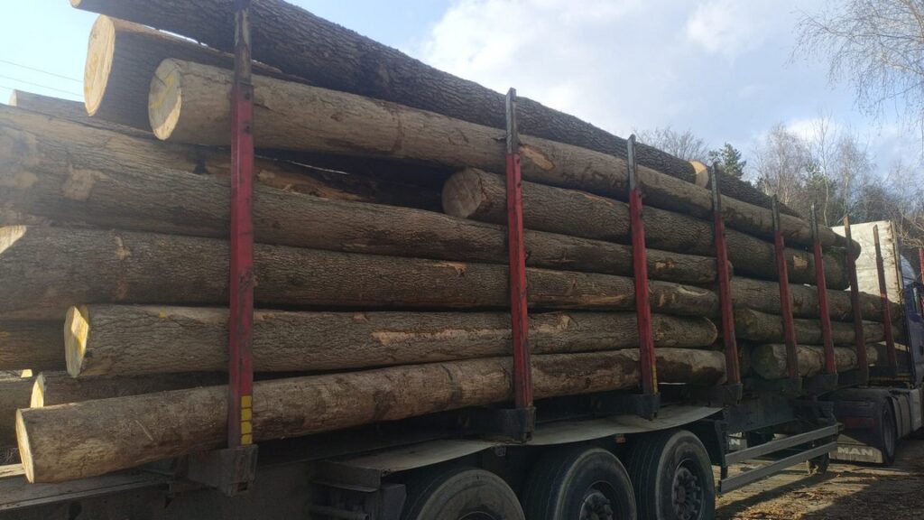 JESION – drewno tartaczne, długość 3-10 m – SPRZEDAM