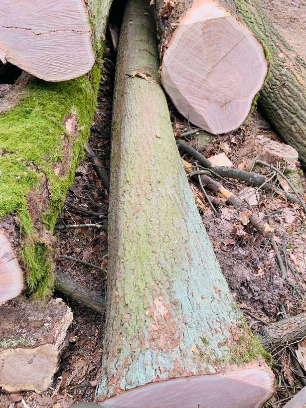 DĄB CZERWONY – drewno tartaczne, długość 4-12 m – SPRZEDAM