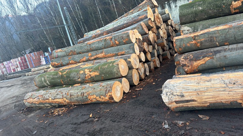 BUK – kłody tartaczne, długość 4/5/6 m – SPRZEDAM