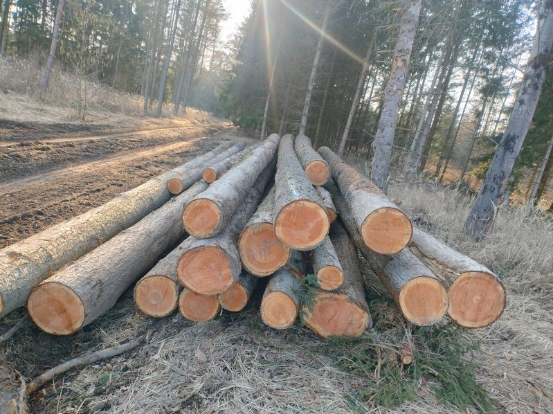 DAGLEZJA – drewno tartaczne, długość 4-12 m – SPRZEDAM