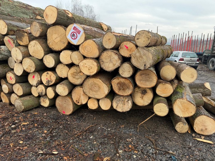 LIPA – kłody tartaczne, długość 2,5 m – SPRZEDAM