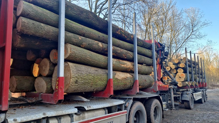 JESION – kłody tartaczne, długość 3/4/5/6 m – SPRZEDAM