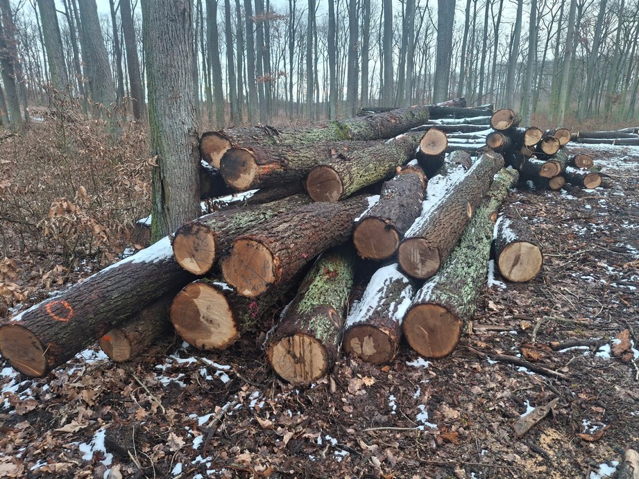 DĄB – kłody tartaczne, długość 3/4/5/6 m – SPRZEDAM