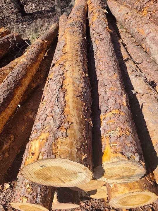 SOSNA – kłody tartaczne, długość 4 m – SPRZEDAM