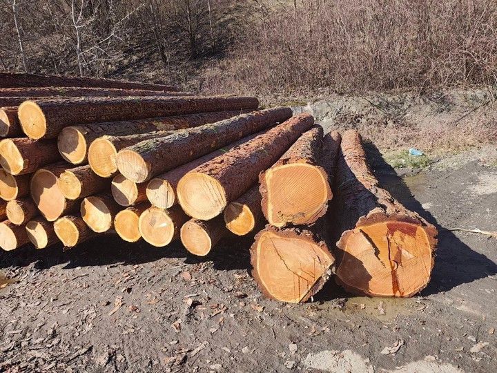 MODRZEW – kłody tartaczne, długość 5 m – SPRZEDAM