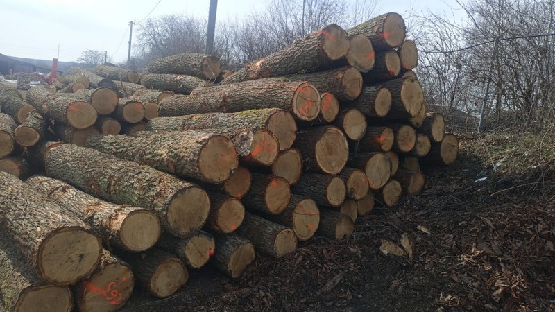 DĄB – kłody tartaczne, długość 3/4/5 m – SPRZEDAM