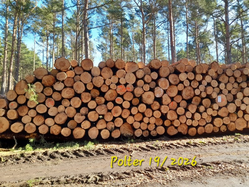 SOSNA – kłody tartaczne, długość 5 m +10cm – SPRZEDAM