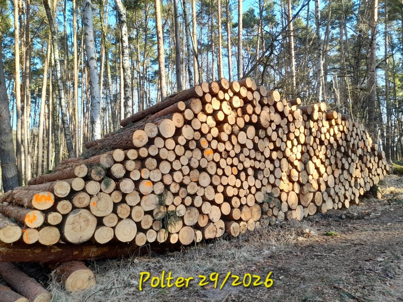 SOSNA – kłody tartaczne, długość 3 m +10cm – SPRZEDAM