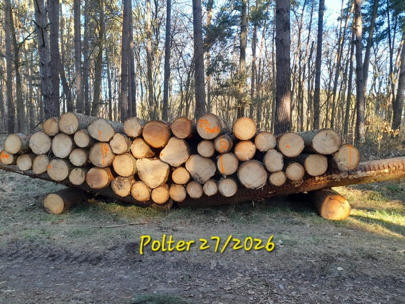 ŚWIERK – kłody tartaczne, długość 4 m +10cm – SPRZEDAM