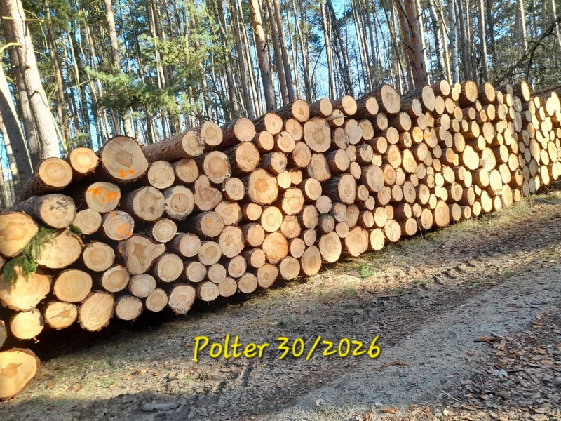 SOSNA – kłody tartaczne, długość 4 m +10cm – SPRZEDAM