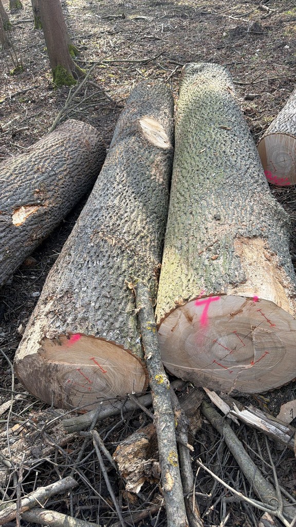 JESION – klasy WD, kłody tartaczne, długość 3/4 m – SPRZEDAM