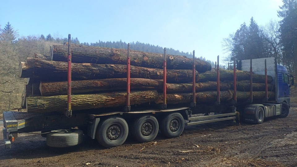 DĄB – kłody tartaczne, długość 3/4/5/6 m – SPRZEDAM