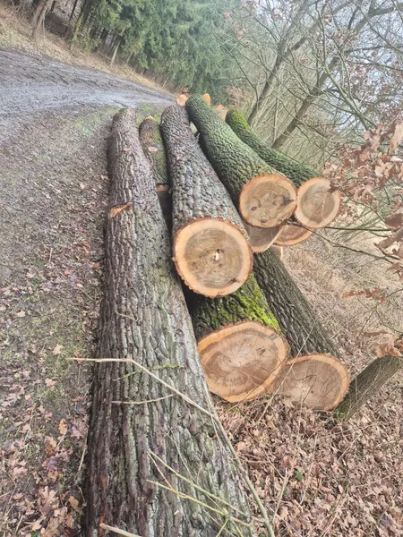 TOPOLA – dłużyce tartaczne, długość 6-12 m – SPRZEDAM