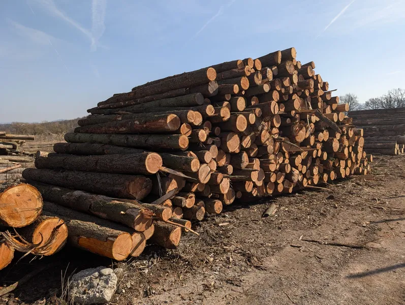 DAGLEZJA – kłody tartaczne, długość 4 m – SPRZEDAM