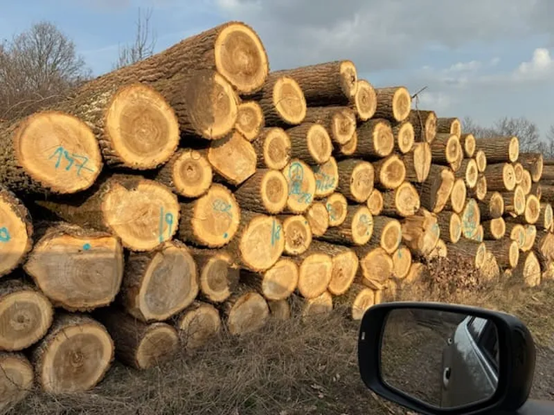 TOPOLA – kłody tartaczne, długość 4 m – SPRZEDAM