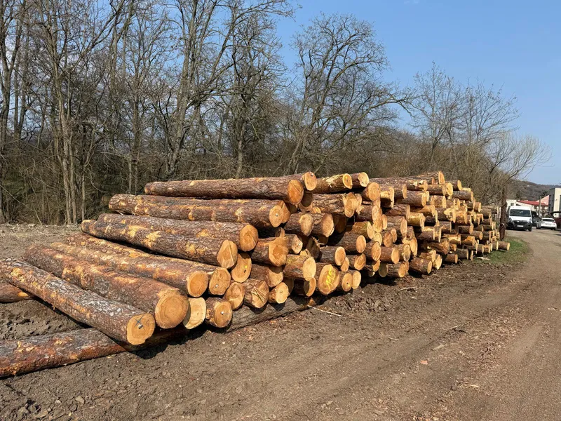 SOSNA – kłody tartaczne, długość 4 m – SPRZEDAM