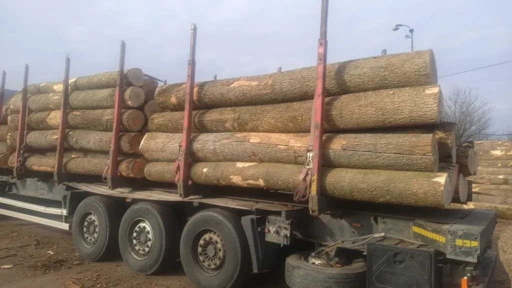 JESION – kłody tartaczne, długość 4 m – SPRZEDAM