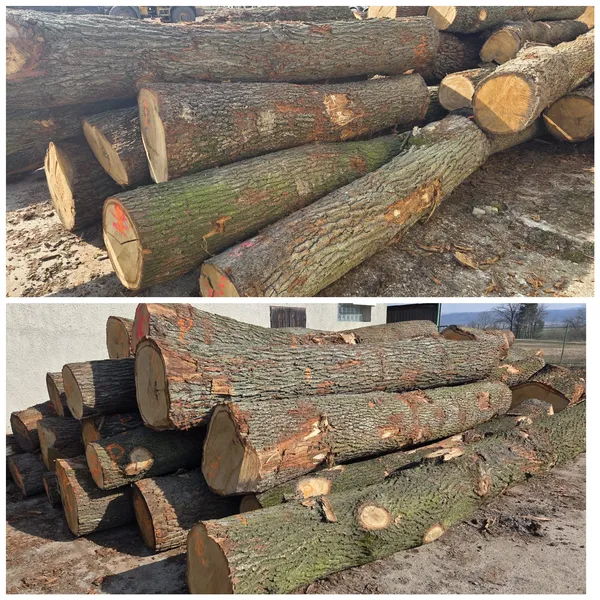 DĄB – drewno tartaczne, długość 3-12 m – SPRZEDAM