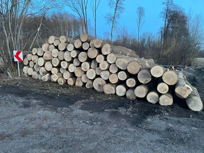 JESION – kłody tartaczne, długość 3/4/5/6 m – SPRZEDAM