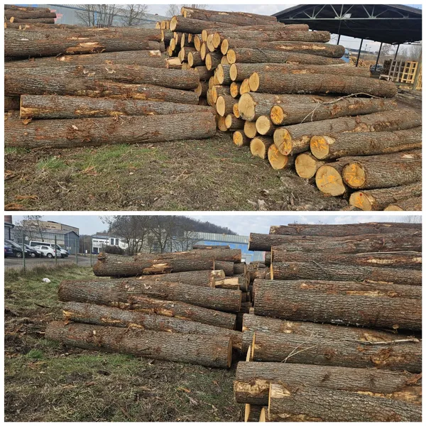 DĄB – kłody tartaczne, długość 3 m – SPRZEDAM